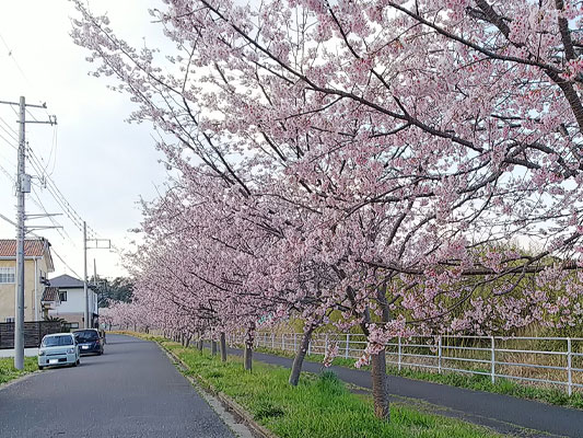 20180316-sakura