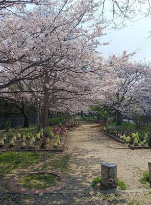 sakura