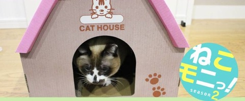猫も二ハウス