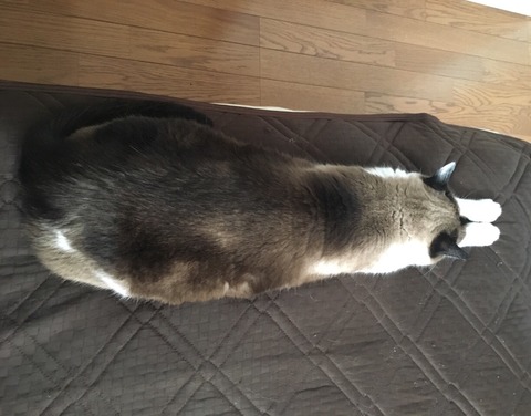 FullSizeRender