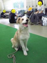 仔犬4