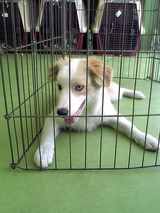 仔犬2