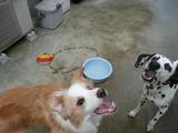 青輝&はな