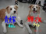 青輝&輝夜
