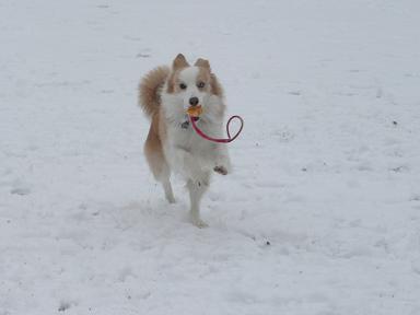 青輝 雪4
