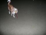 クッキー
