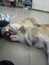 青輝&輝夜