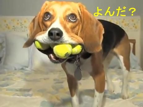 ぉヴぇー. ビーグル犬は、頭が悪いと言われるが・・・