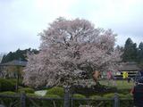 狩宿の下馬桜2