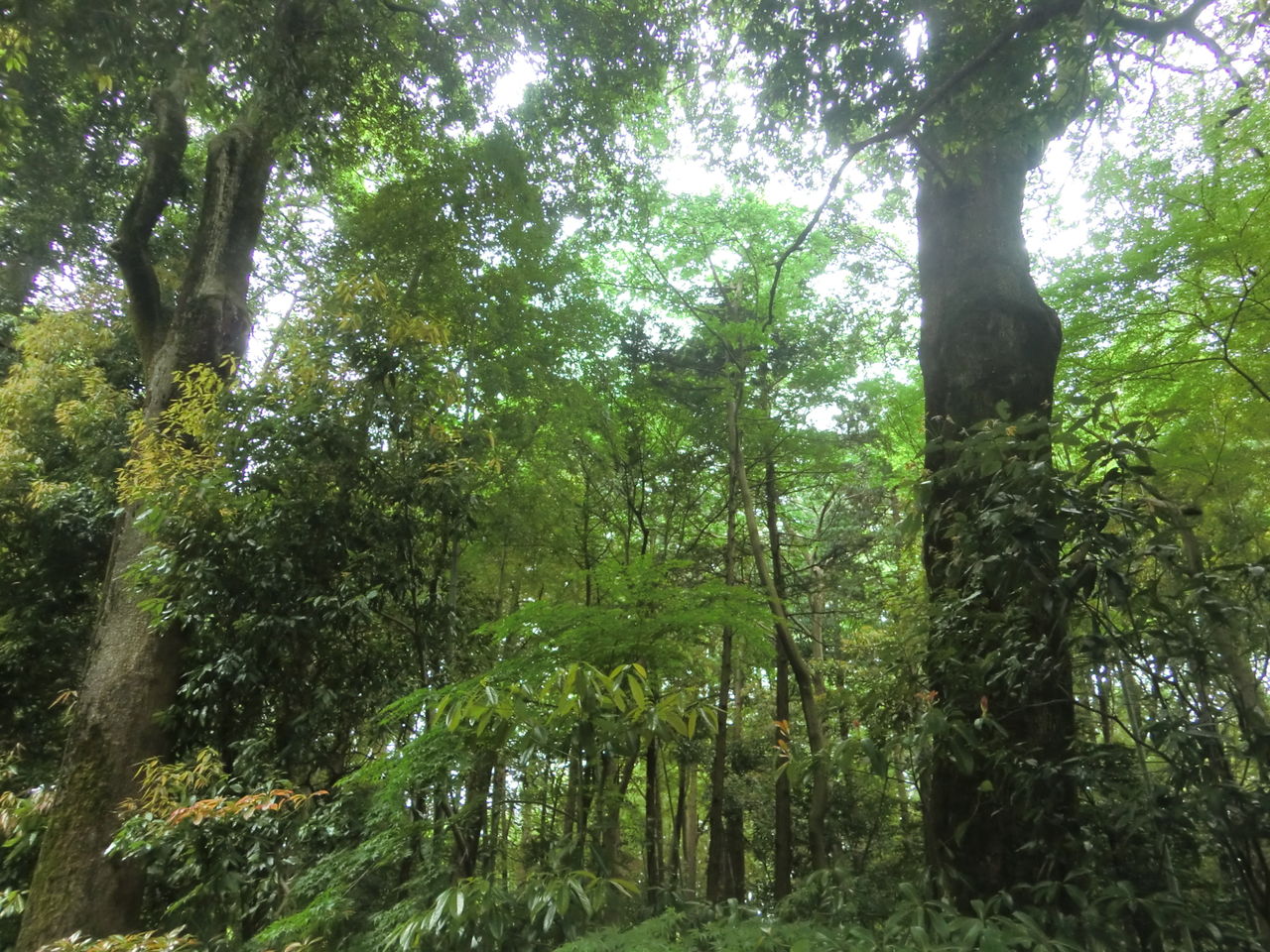 CIMG0780