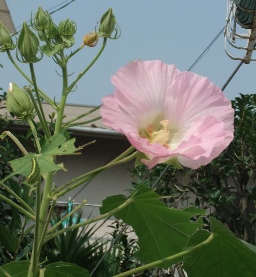 DSCF0283酔芙蓉
