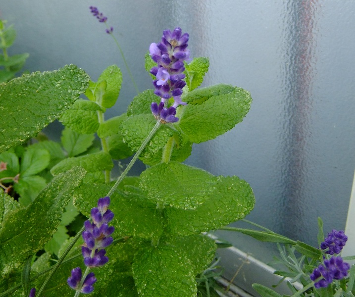 DSCF0087