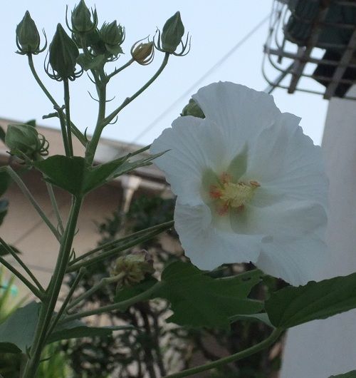 DSCF0281酔芙蓉