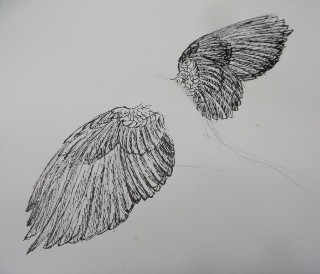 IMG_8768 (320x274)