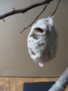 IMG_8755 (240x320)