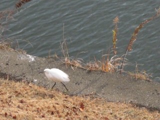 IMG_0360 (320x240)