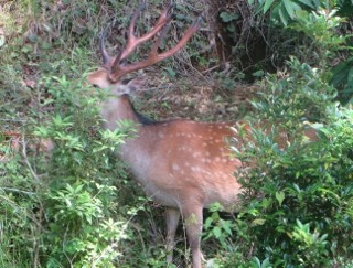 IMG_1016 (320x243)