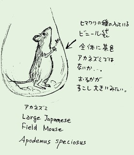 アカネズミ