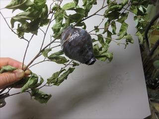 s-IMG_8227