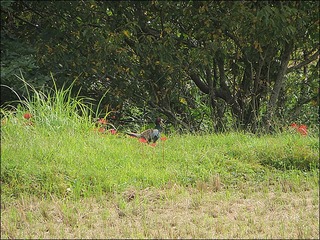 s-IMG_4261