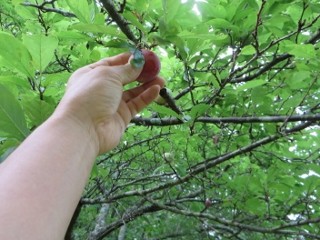IMG_5700 (320x240)