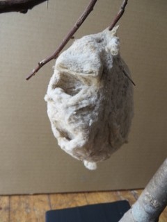 IMG_8751 (240x320)