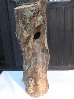 IMG_0313 (240x320)