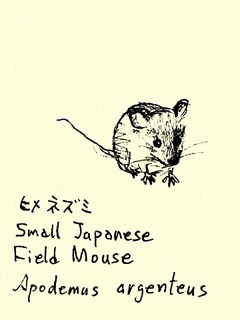 ヒメネズミ