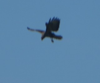 IMG_1723 (320x267)