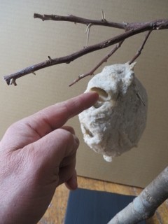 IMG_8754 (240x320)