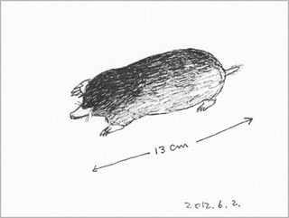 モグラA