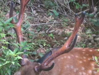 IMG_1018 (320x245)