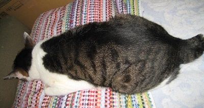 しんのすけ寝んね