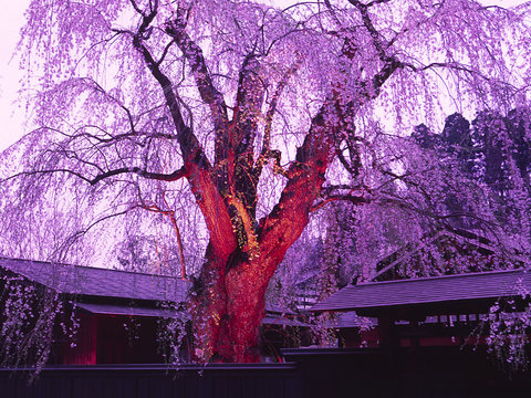 sakrua007