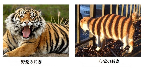 tora