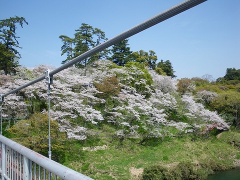 sakura023