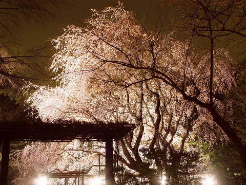 sakrua004