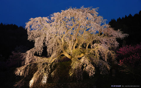sakrua008