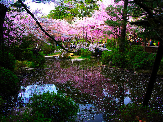 sakura01