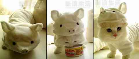 afipig