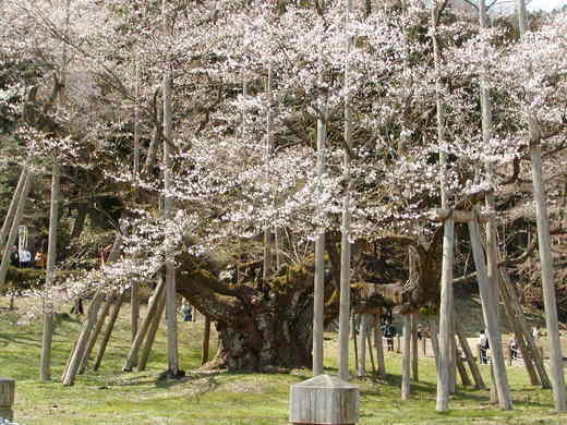 sakura08
