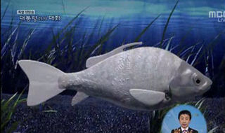 robofish
