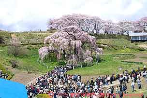sakura03