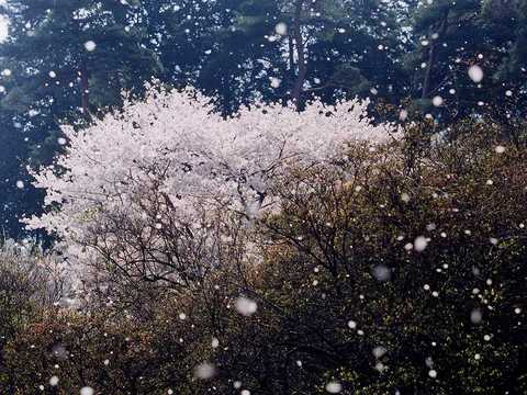 sakrua013