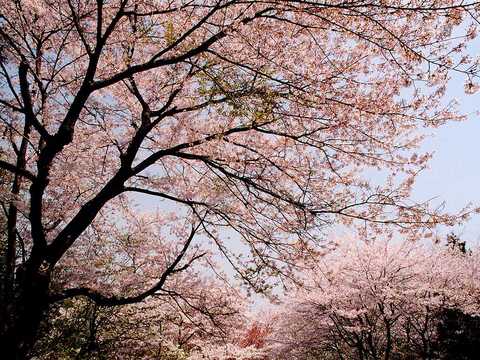 sakrua014