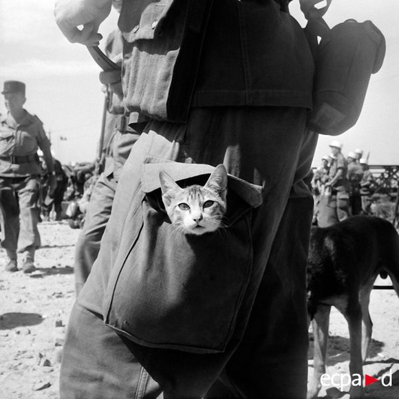 cat7