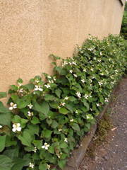 dokda