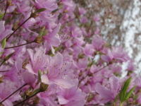 IMG_2784_50