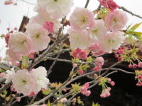 IMG_2748_14
