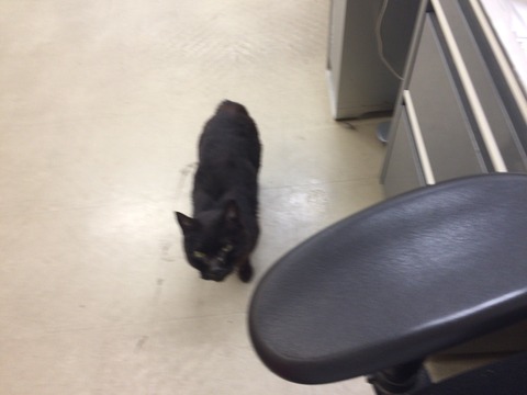 社内にやってくる野良猫クロ。ボクのお弁当のツナ缶を狙っています。